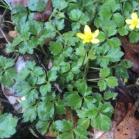 Ranunculus